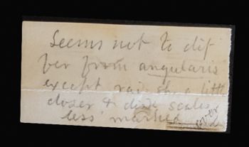 Media type: image;   Invertebrate Zoology OPH-1369 Aspect: labels